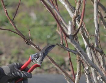 gloved hand holding pair of pruners near blueberry bush