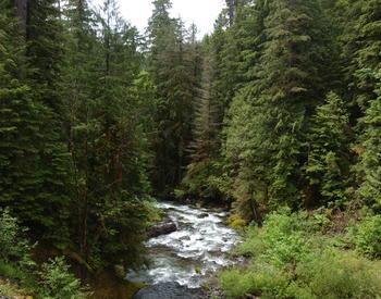 This image shows a stream running through a green coniferous forest
