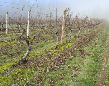 Dormant grapevines in the vineyard