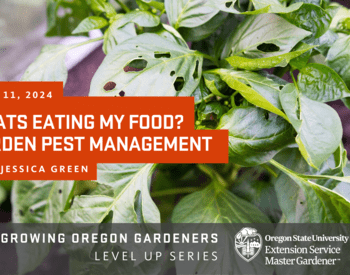 What's eating my food? Garden pest management. Plant with holes made by insects.