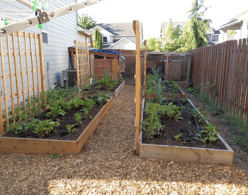 raised gardening beds with grow structure, growing plants