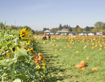pumpkin field bordered by sunflower field