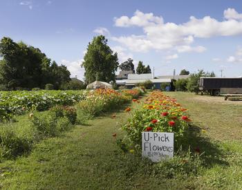 a row of red zinnias with a u-pick flowers sign