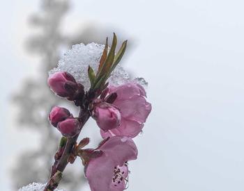 Snow capped pink blossoms