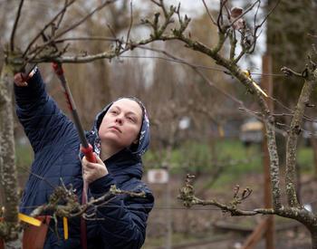 A person prunes a fruit tree at a pruning workshop in Independence, Oregon.