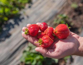 Red, ripe Oregon-grown strawberries.