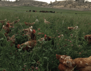 chickens in a field, Inland Pacific Northwest Pasture Calendar