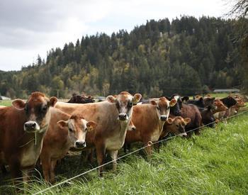 Cows on a dairy farm in Western Oregon.
