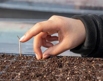 Planting a tomato seed in a greenhouse.