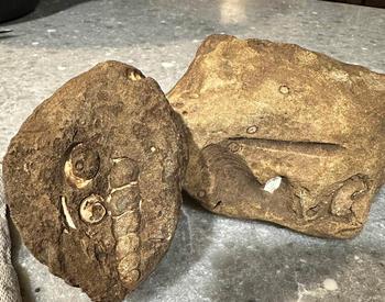 fossils found in Troutdale