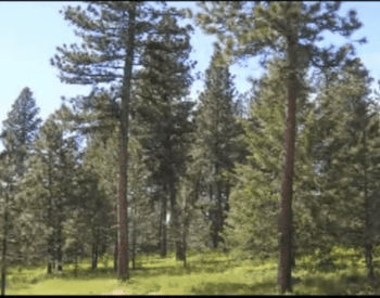 douglas fir trees