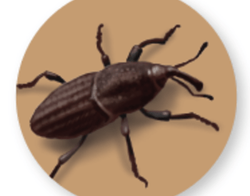 illustration of dark brown beetle on light brown circle