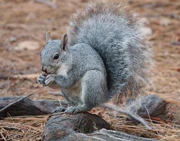 western gray squirrel eats acorn on forest floor