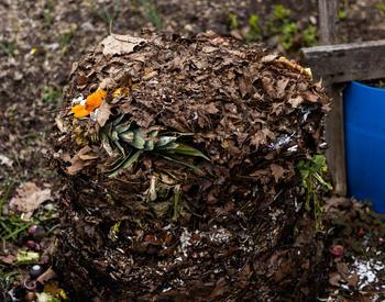 Compost is a good organic amendment to garden soils.