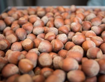 A pile of hazelnuts crowded on a rectangular tray.