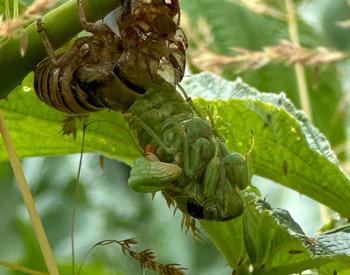 A cicada nymph sheds its skin while holding on to a raspberry plant.