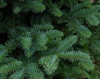 Green noble fir needs. The species is commonly used as a Christmas tree.