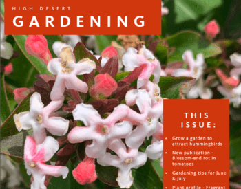 Cover of June/July HDG Newsletter featuring pink blossoms of the Fragrant Abelia