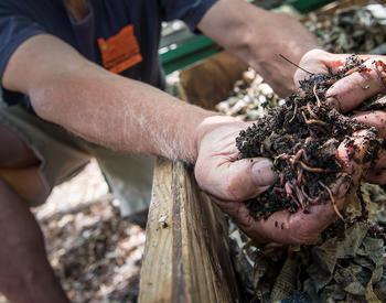 Lynn Ketchum photo of hands in worm compost