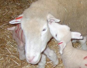 Baby lamb with mother