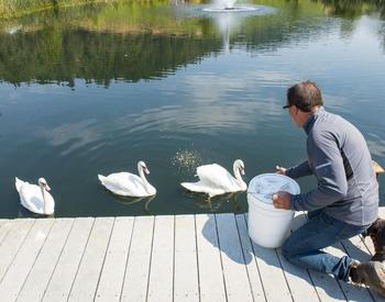 feeding swans in a pond