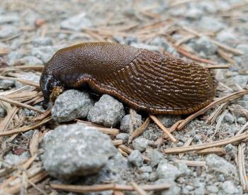 slug (photo by Alan Denis)