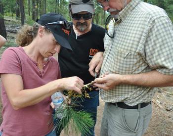 Three people examining a pine branch