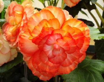 Tuberous begonias can be kept over winter for bloom next year.