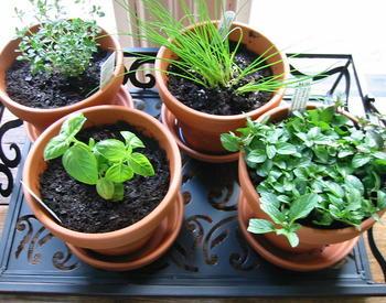 Lemon thyme, chives, basil and peppermint