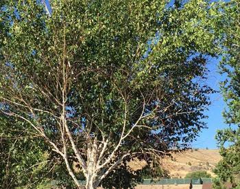 This paper birch in Klamath Falls shows mild to moderate symptoms.