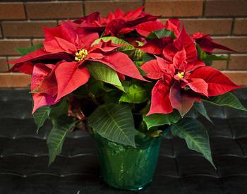 Start now to get poinsettias to bloom by the holidays.