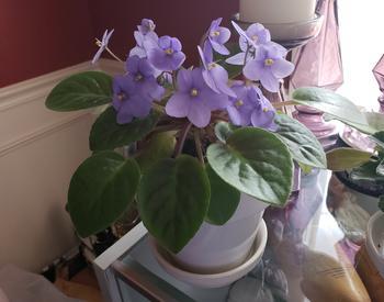 African violets make a wonderful winter holiday gift.