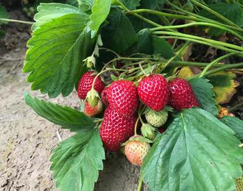 Strawberries grown at the North Willamette Research and Extension Center in Aurora.