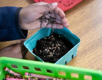 A student learns how to plant and grow microgreens in 2023 at Woodlawn K-5 School in Portland. The students used seeds from Food Hero Grow This! classroom seed-starting kits.