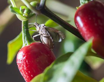 A brown marmorated stink bug clings to a strawberry plant.