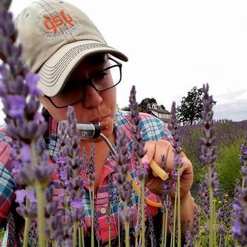 Sampling pollinators in lavender